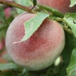 I Beat The Peach Raper